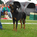 Beauceron van de Bieze