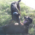 Beauceron van de Bieze