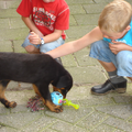 Beauceron van de Bieze