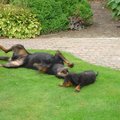 Beauceron van de Bieze