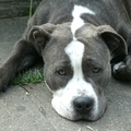 American Staffordshire Terrier