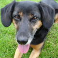 Jacky is al erg grijs en al 10 jaar, maar nog steeds zo'n mooie hond!