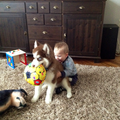 Baby Jake ziet boef als zijn speelgoed hondje en doet boef na wanneer boef zijn lieveling bal vast houd