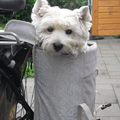 West Highland White Terrier