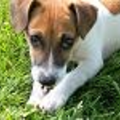 Jack Russell Terrier
