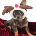 chikechihuahua