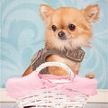 chikechihuahua