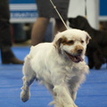 Clumber Spaniel
