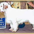 Clumber Spaniel