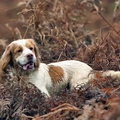 Clumber Spaniel