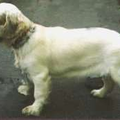Clumber Spaniel