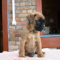 Boxer