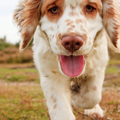 Clumber Spaniel