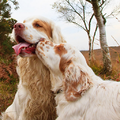 Clumber Spaniel