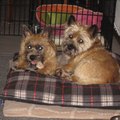 Cairn Terrier