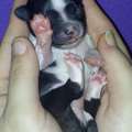 Chihuahua Kennel From Capa's Home