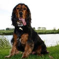 Engelse Cocker Spaniel