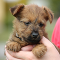 Australian Terrier, vom Schloss Mordor