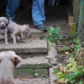 Meander Weimaraners-Leonor & Robert Honing