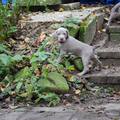Meander Weimaraners-Leonor & Robert Honing