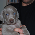 Meander Weimaraners-Leonor & Robert Honing