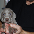Meander Weimaraners-Leonor & Robert Honing