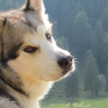 Alaskan Malamute