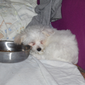 Maltezer