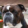 Old English Bulldog