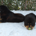 Chepodokhyi