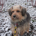 Mijn prachtige meisje in de sneeuw! <3