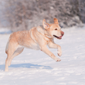 Hond joy enjoys the snow :D