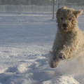 puk heerlijk aan het rennen in de sneeuw 6 december 2012