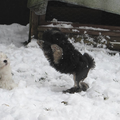 Wolfke en zusje Tinka in de sneeuw