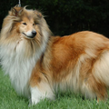 Schotse Herdershond, Langhaar