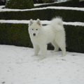 mikai houd van de sneew!!
hij is een echte poolhond!!!