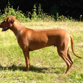 Rhodesian Ridgeback