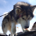 Alaskan Malamute