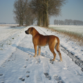 Boerboel Bo maakt voor het eerst kennis met sneeuw..