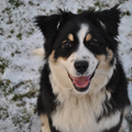 Australian Shepherd