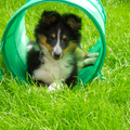 Sheltie