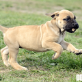 Ade Dyan
Zuid Afrikaase Boerboel pup van 6 weken.
zie www.zabb.be