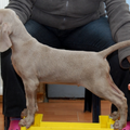 Meander Weimaraners-Leonor & Robert Honing