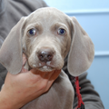 Meander Weimaraners-Leonor & Robert Honing