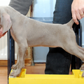 Meander Weimaraners-Leonor & Robert Honing