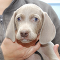 Meander Weimaraners-Leonor & Robert Honing