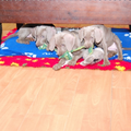 Meander Weimaraners-Leonor & Robert Honing
