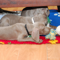 Meander Weimaraners-Leonor & Robert Honing