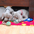 Meander Weimaraners-Leonor & Robert Honing