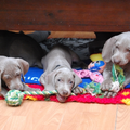 Meander Weimaraners-Leonor & Robert Honing